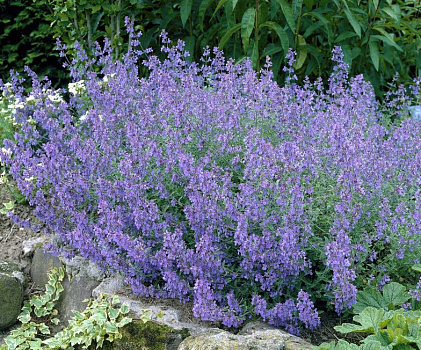 Котовник фассена (Nepeta faassenii) Р9