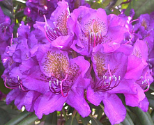 Рододендрон вечнозеленый Марсель Менард (Rhododendron Marcel Menard), С10, 40-50см.