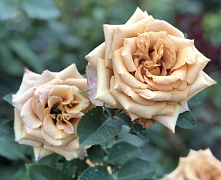 Роза ч/г Тоффи (Toffee)