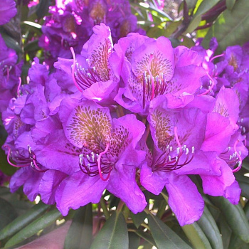 Рододендрон вечнозеленый Марсель Менард (Rhododendron Marcel Menard), С10, 40-50см.