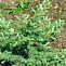 Лиственница японская  (Larix kaempferi) 40-60см