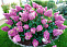 Гортензия метельчатая Сандей Фрайз (Hydrangea paniculata Sundae Fraise) 15-20 см р9
