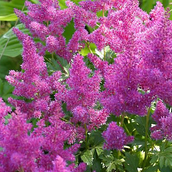 Астильба китайская Пумила (Astilbe chinensis Pumila) Р9