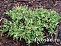 Можжевельник обыкновенный Спотти Спридер (Juniperus comm. Spotty Spreader) P9 10-15 см