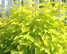 Пузыреплодник калинолистный Лютеус (Physocarpus opulifolius Luteus) С7,5 50-80 см  2/3 вет. А