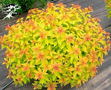 Спирея японская Голдфлейм (Spiraea japonica Goldflame) 20-40 см 2 вет. А