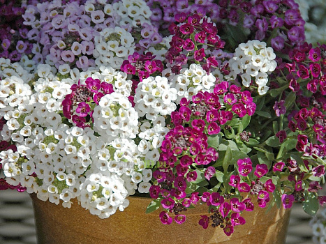 Рассада Алиссум   