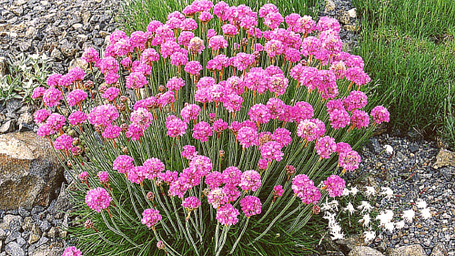 Армерия приморская Спленденс(Armeria maritima Splendens) Р9