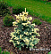 Ель колючая Белобок (Picea pungens Bialobok) с7,5 60-80см