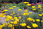 Тысячелистник обыкновенный Кредо (Achillea millefolium Credo) С3