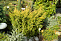 Можжевельник китайский Плюмоза Ауреа (Juniperus chin. Plumosa Aurea) С50 80-100см
