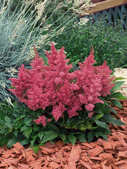 Астильба Арендса Астари Роуз (Astilbe arendsii Astary Rose) Р9