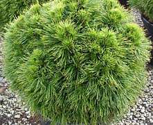 Сосна черная Спилберг (Pinus nigra Spielberg) С20 60-80 см