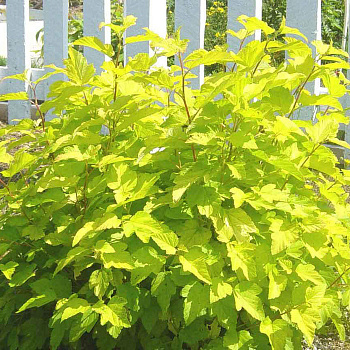 Пузыреплодник калинолистный Лютеус (Physocarpus opulifolius Luteus) С5 60-90 см