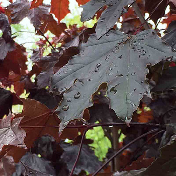 Клен остролистный Роял Ред (Аcer platanoides royalred) 