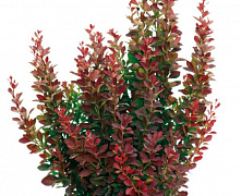 Барбарис тунберга Ред Рокет (Berberis thunbergii Red Rocket) С2 30-40см