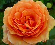 Роза ч/г Ашрам (Ashram)