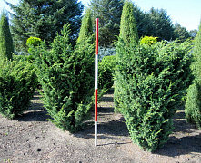 Можжевельник китайский Блаув (Juniperus chin Blaauw) 70-90см С18