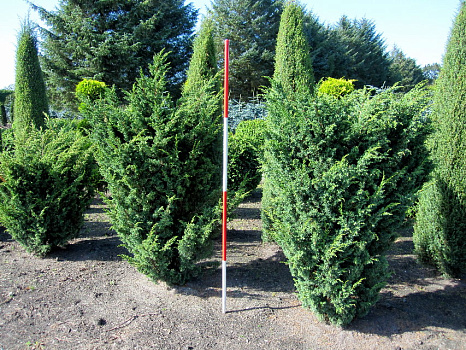 Можжевельник китайский Блаув (Juniperus chin Blaauw) 70-90см С18