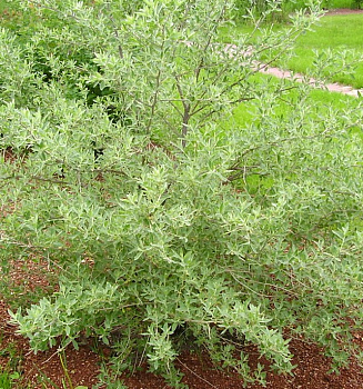 Лох узколистный (Elaeagnus angustifolia) 40-60 В