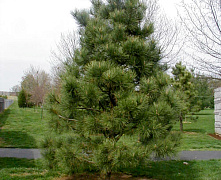 Сосна черная (Pinus nigra) С3 20-25 см 