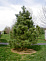 Сосна черная (Pinus nigra) С3 20-25 см 