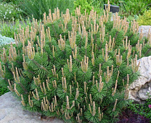 Сосна горная Карстен (Pinus mugo Carsten) 60-70