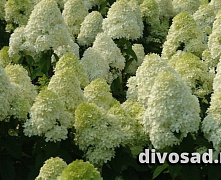 Гортензия метельчатая Полар Бир (Hydrangea paniculata Polar Bear) 25-30 см A