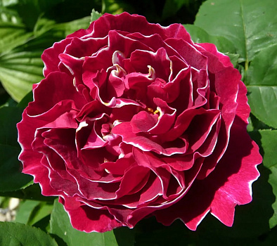 Роза  Барон Жиро де Лен (Baron Girod de L’Ain) плетистая 