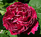Роза  Барон Жиро де Лен (Baron Girod de L’Ain) плетистая 