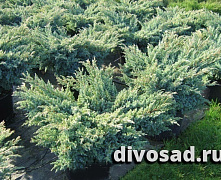 Можжевельник чешуйчатый Блю Свид (Juniperus squamata Blue Swede) C2 20-25 А