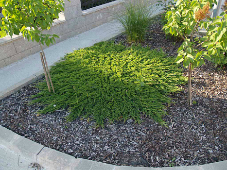 Можжевельник горизонтальный Принц Уэльский (Juniperus horizontalis Prince of Wales) С5  30-40см