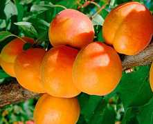 Абрикос Триумф севера