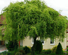 Ива Матсудана (Salix matsudana)