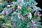 Клен ясенелистный Фламинго (Acer negundo Flamingo) С10 175-200