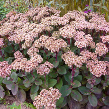 Очиток видный Матрона (Sedum spectabile Matrona, розов, средний), 2-3л