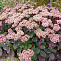 Очиток видный Матрона (Sedum spectabile Matrona, розов, средний), 2-3л