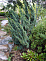 Можжевельник китайский Блаув (Juniperus chin. Blaauw) ком 80-100 В Солитер		