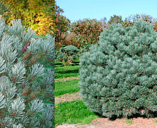 Сосна обыкновенная Ватерери (Pinus sylvestris Watereri) С18 50-60 см В