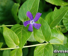Барвинок большой (Vinca major)