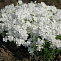 Флокс шиловидный Майшнее (Phlox subulata Maischnee) р9