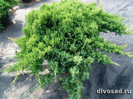Можжевельник лежачий Нана (Juniperus procumbens Nana) C7,5 20-30см 