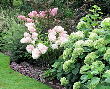 Гортензия древовидная Свит Анабель (Hydrangea arborescens Sweet Annabelle) 15-20 см
