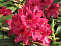Рододендрон Нова Зембла (Rhododendron Nova Zembla) С20 60-80 см А