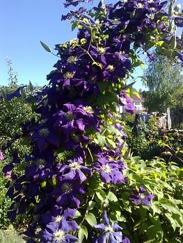 Клематис Президент (Clematis The President) С2