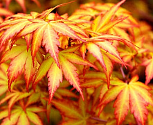 Клен пальмовый Оранж Дрим (Acer palmatum Orange Dream C7,5