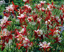 Аквилегия Винки Ред энд Вайт (Aquilegia Winky Red White) с3