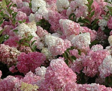 Гортензия метельчатая Ванилла Фрейз (Hydrangea paniculata Vanille Fraise) р9 П