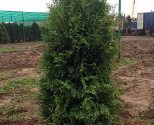 Туя западная Брабант (Thuja occidentalis Brabant) 160-180 