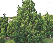 Сосна горная Колумбо (Pinus mugo Columnaris) C15 40-50см